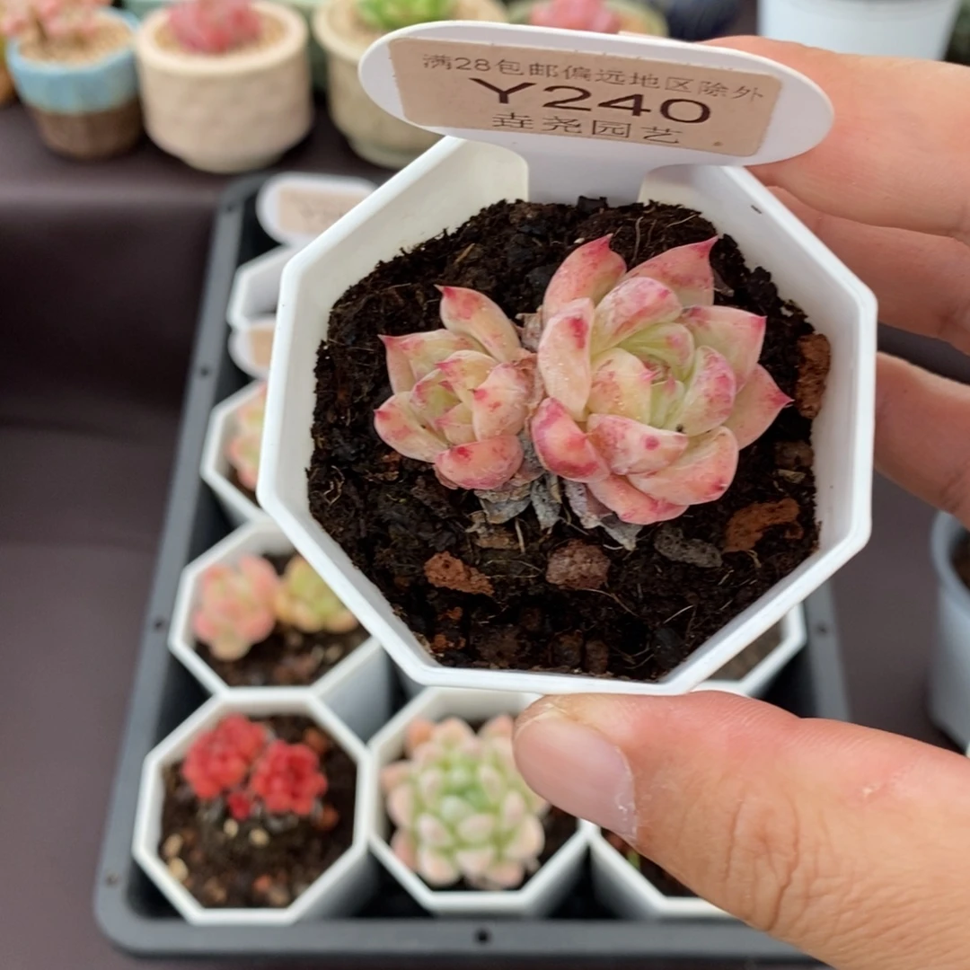 0240 白拉糖 4cm