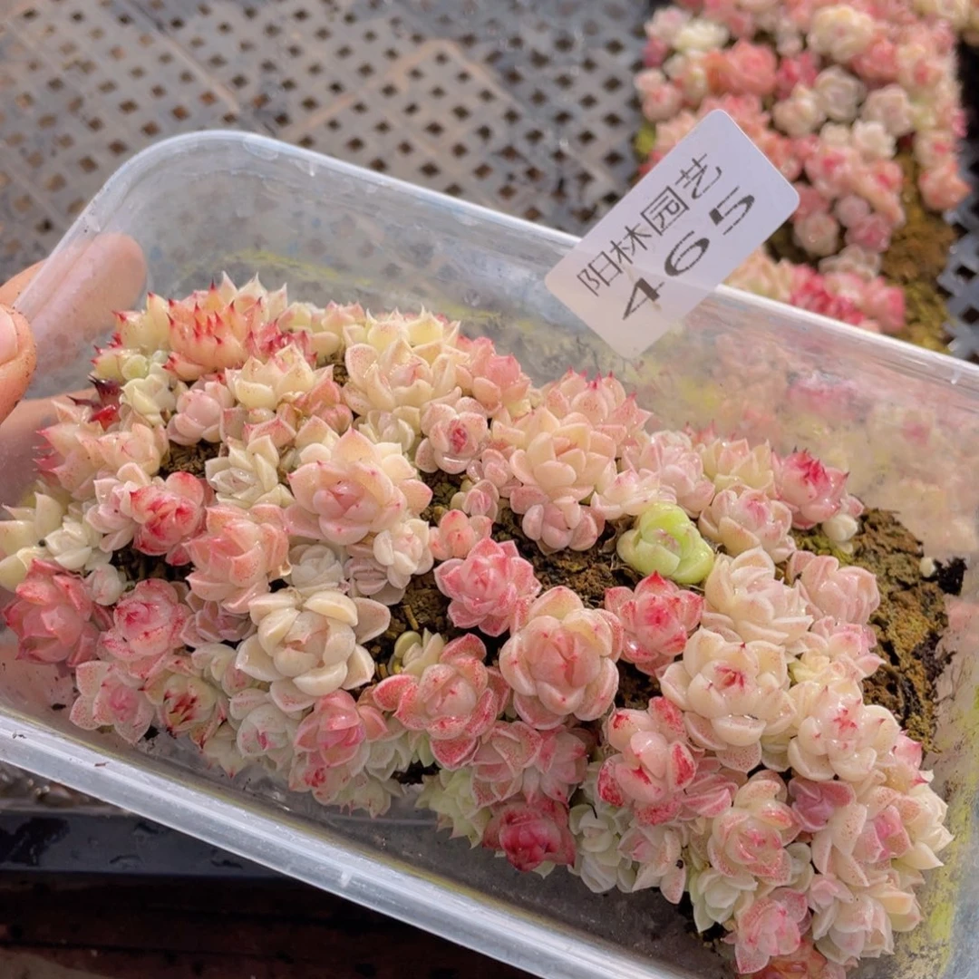 多肉植物多肉植物465