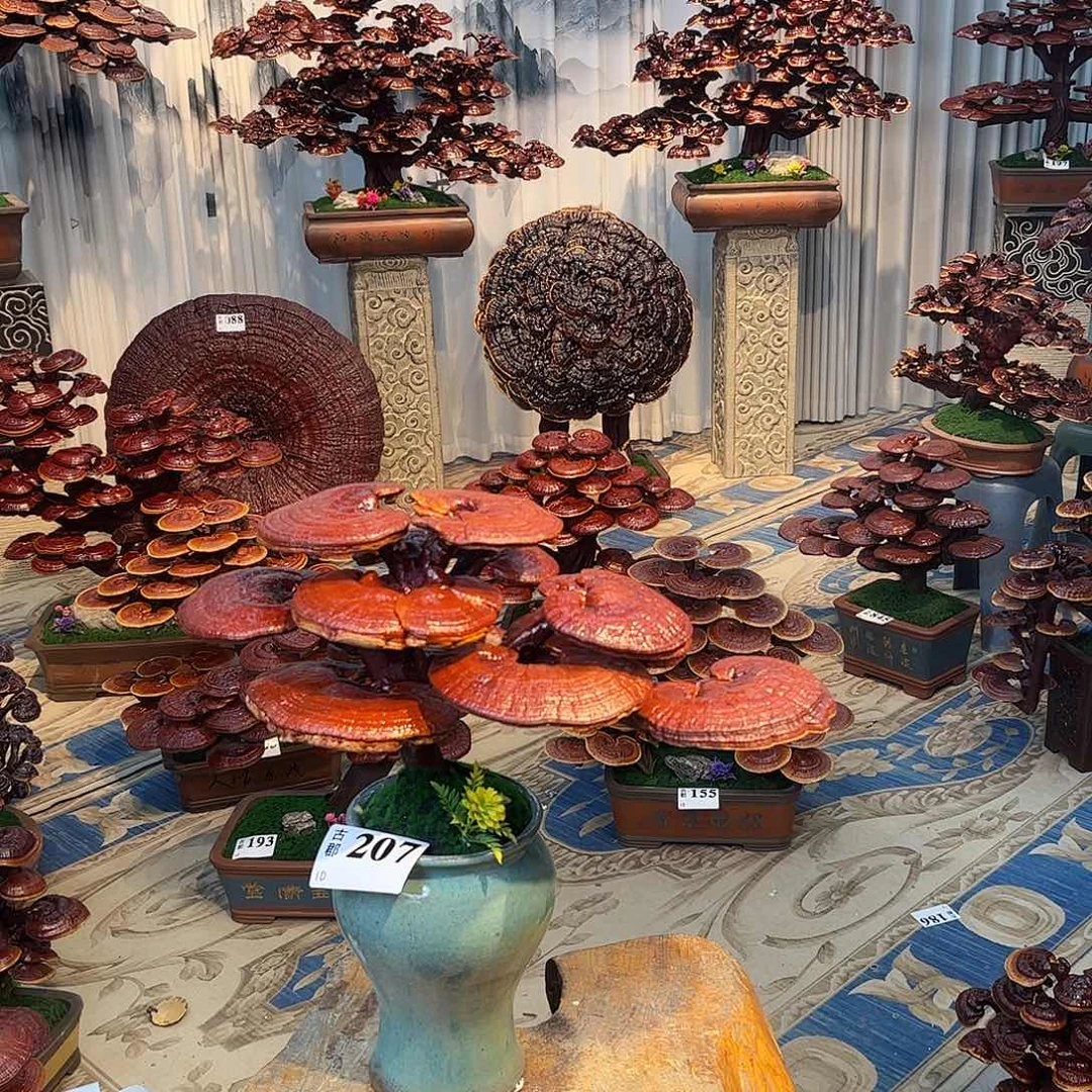 无花朵88888888888