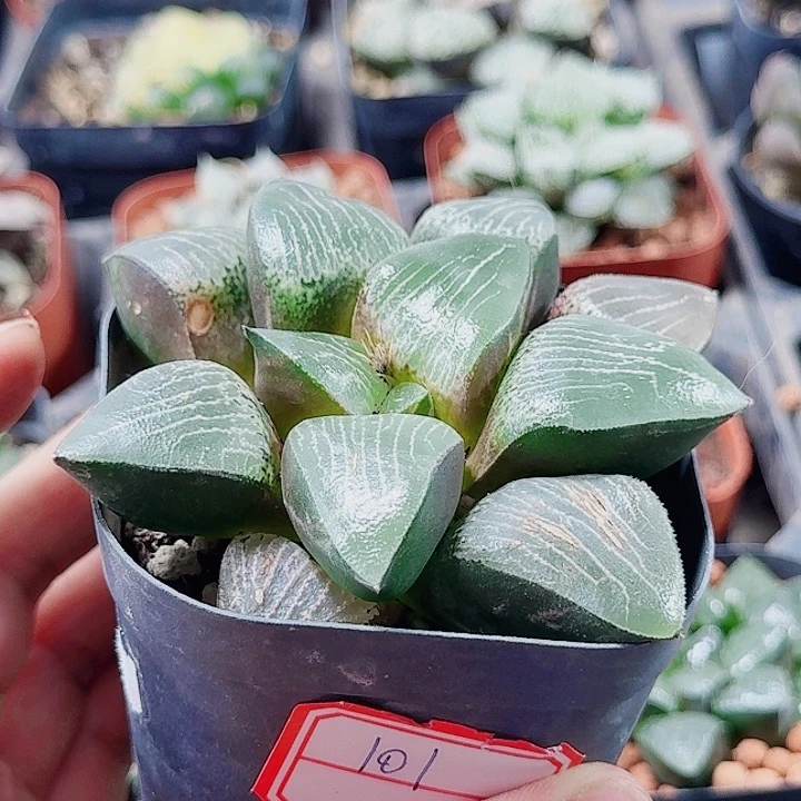 无花朵十二卷 实生寿福利