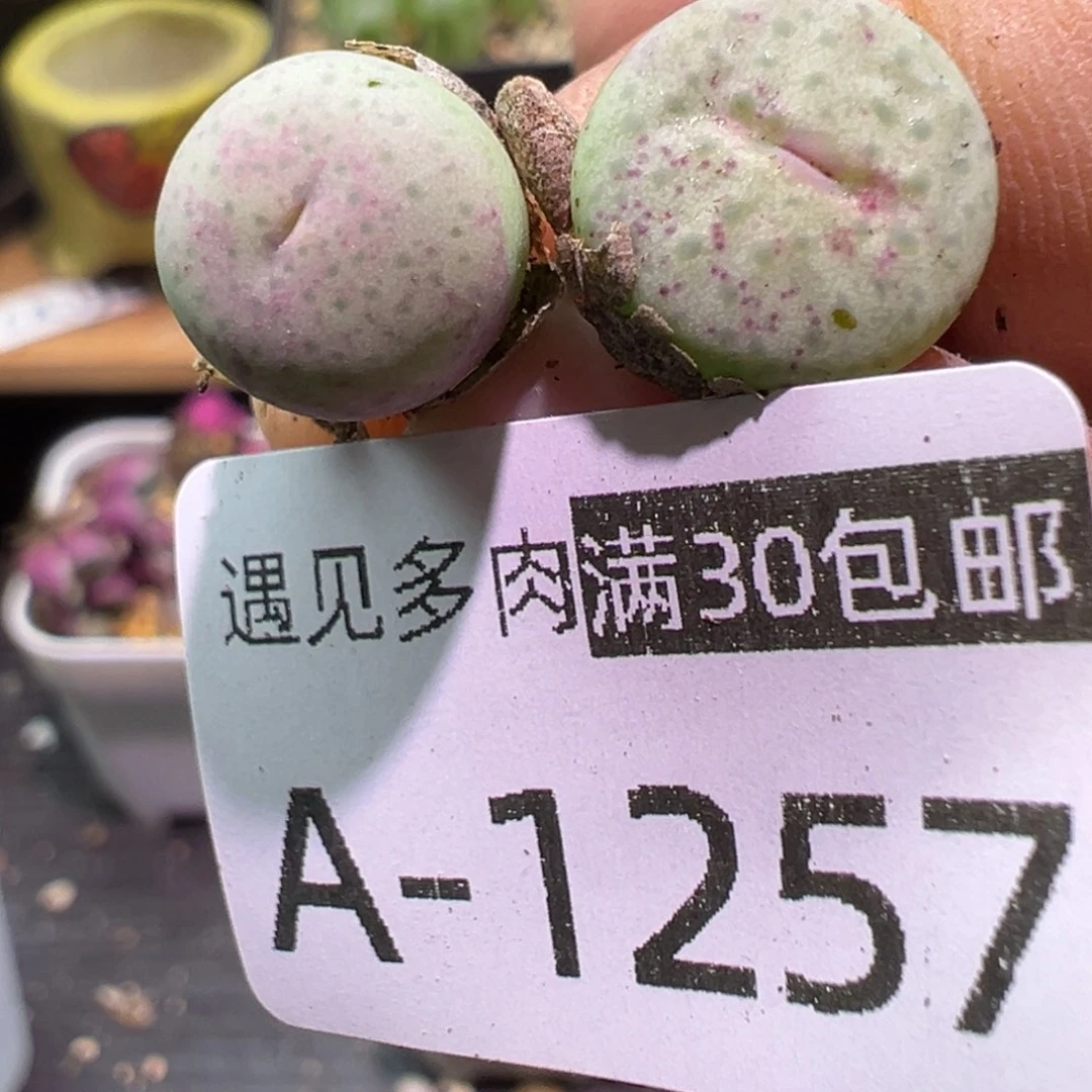 多肉植物1111111111111