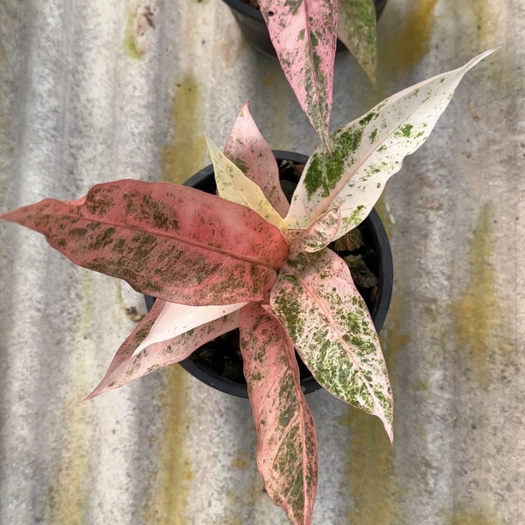 25-1109泰国发货鸟巢花烛