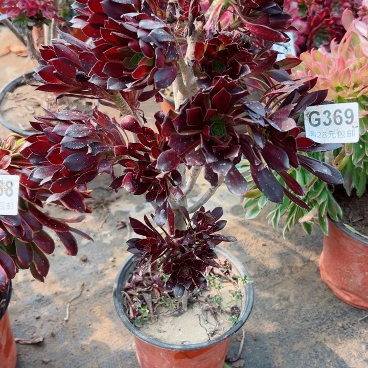 369黑法师多肉植物