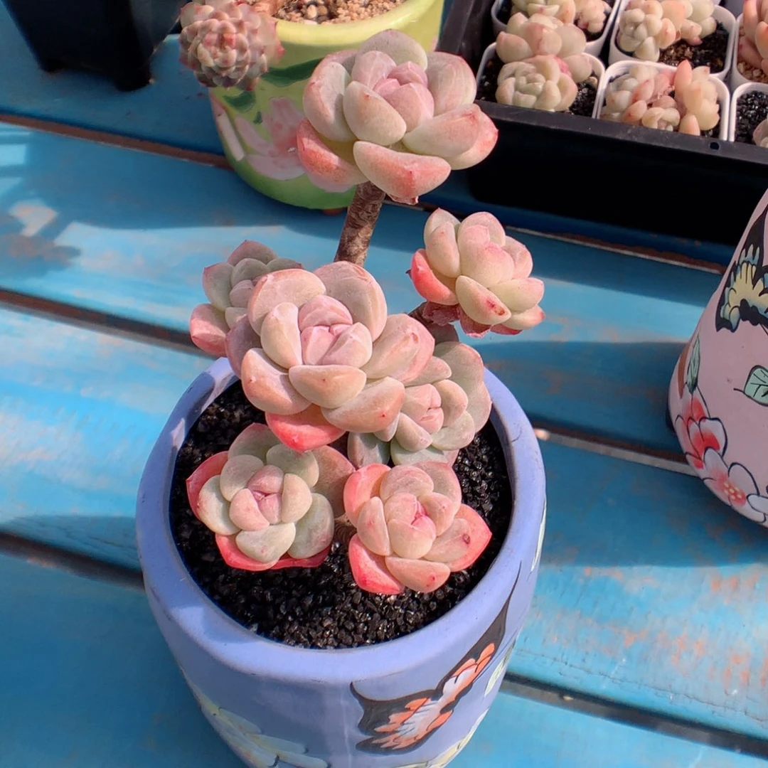 多肉植物。嫁接冰玉32