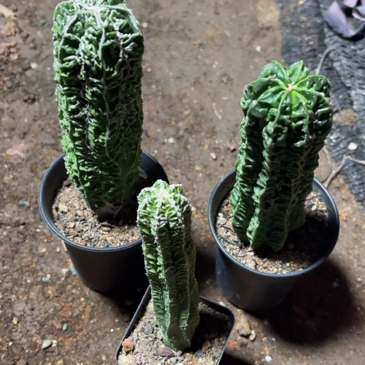 当前无花栽培后可以开花柱状核桃3颗