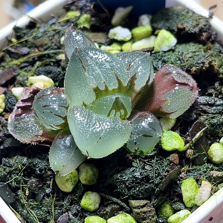 _****子959冰玉鸾一物一拍