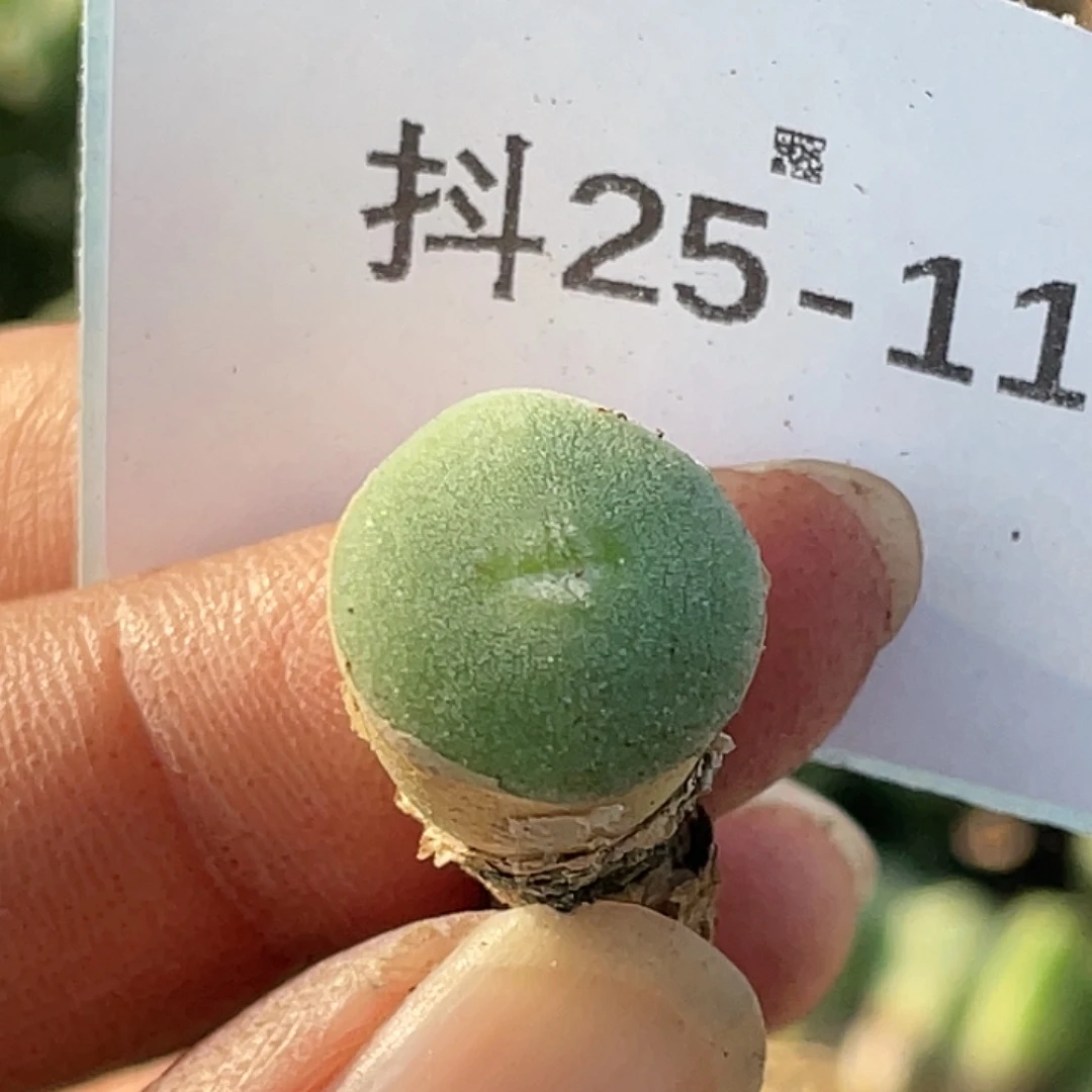 25-117毛钮扣多肉植物