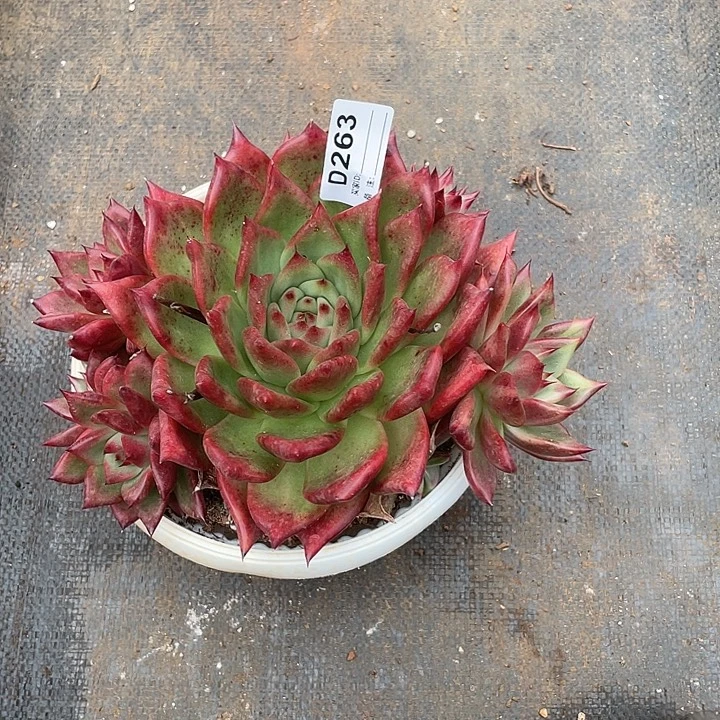 若如东云单拍D263