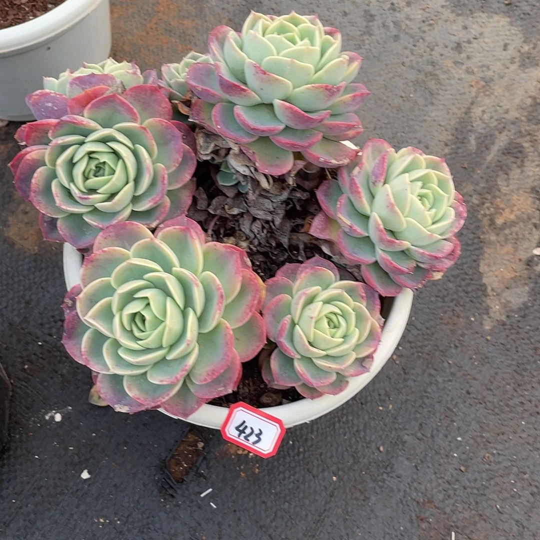 423哈密瓜 一物一拍多肉