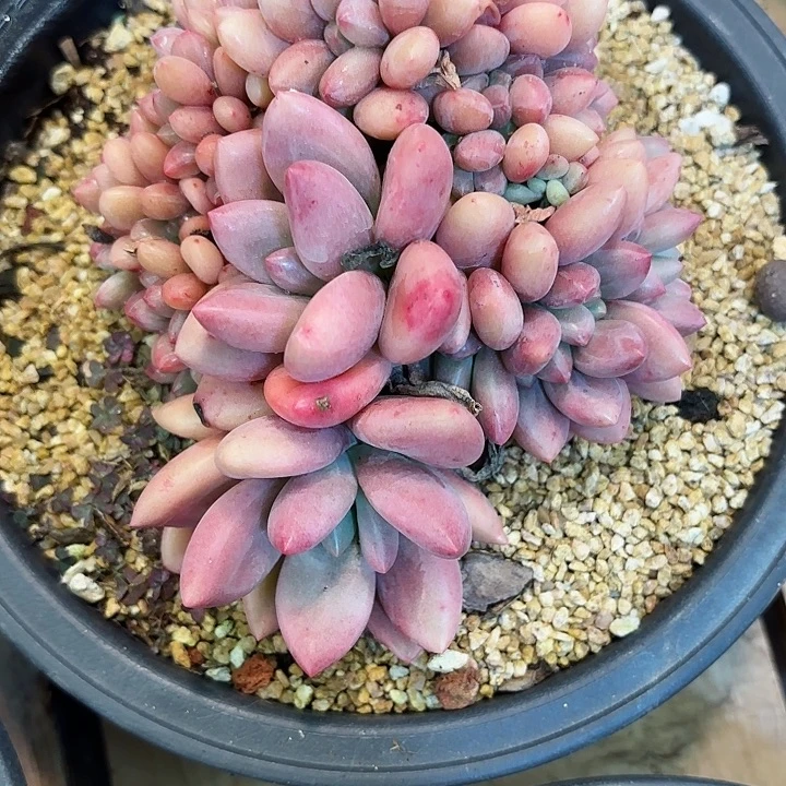 黄胖体桃花源缀化一物一拍42号