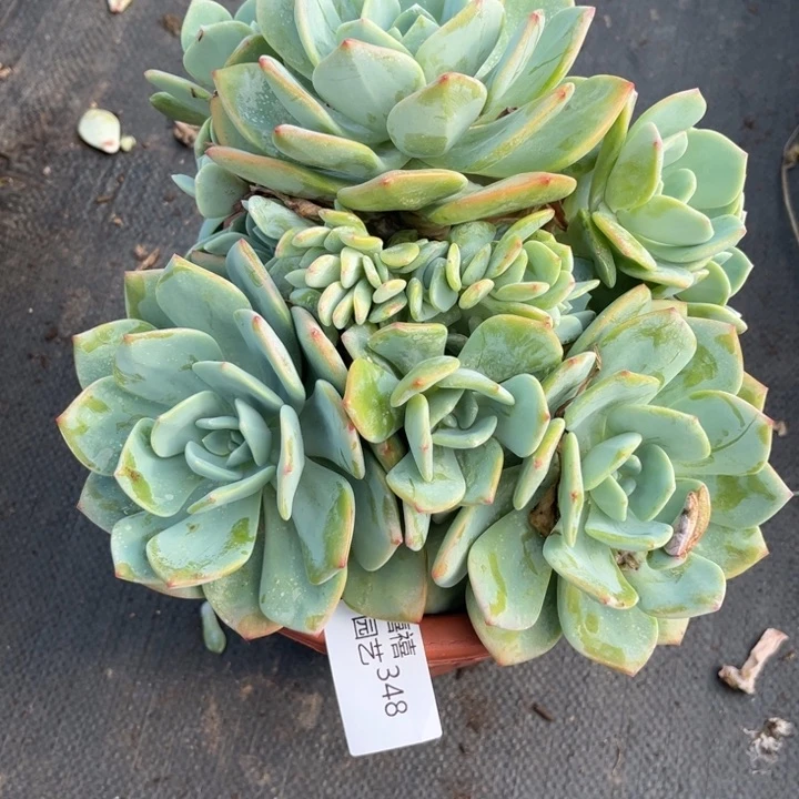 女**？348白月光多肉植物带朵朵