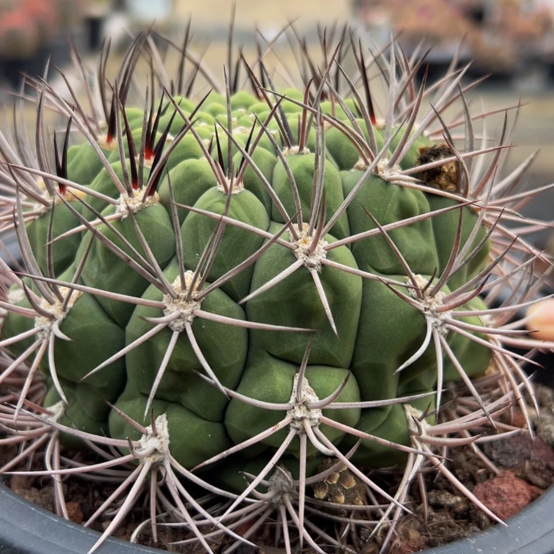 精品强刺新天地80