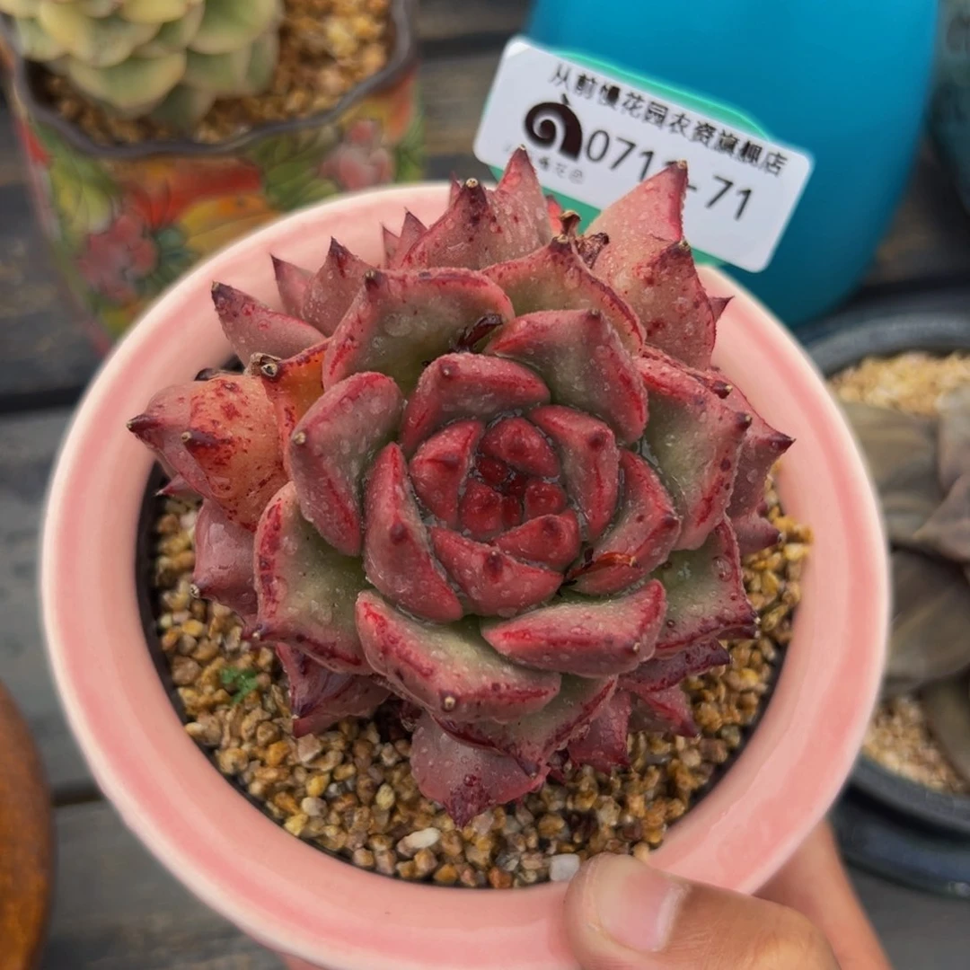 多肉一物一拍0711-71