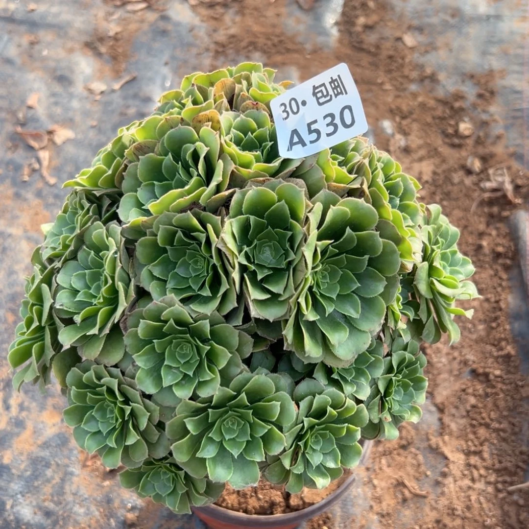 530 多肉法师不包侧枝