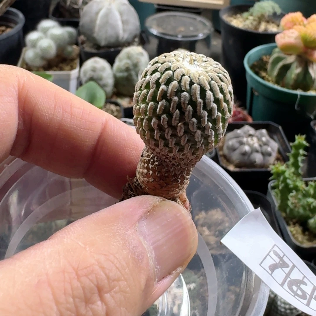 D***i769精巧殿脱土发货