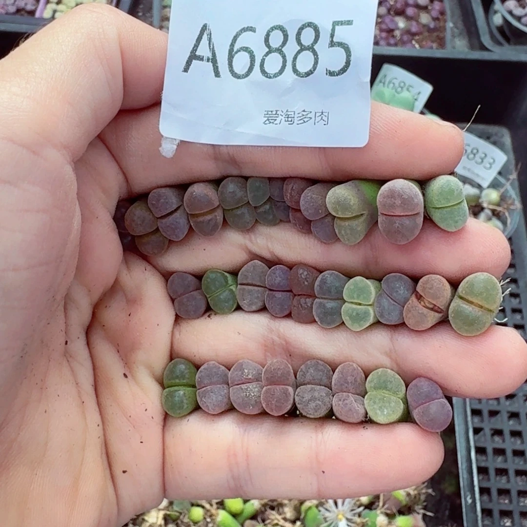 6885–生石花 生石花