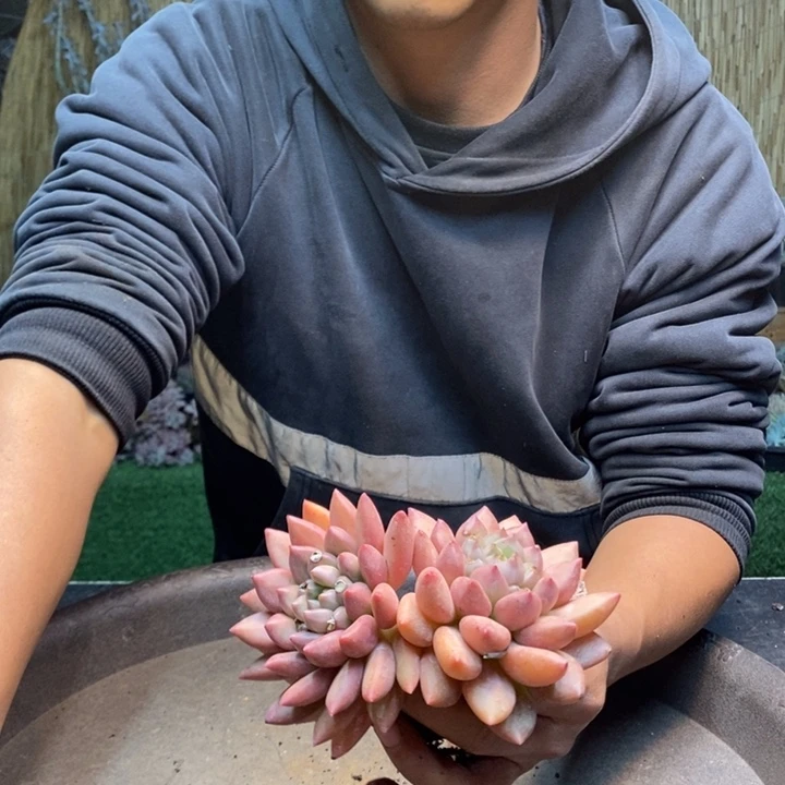 依***872 号米其林多肉植物