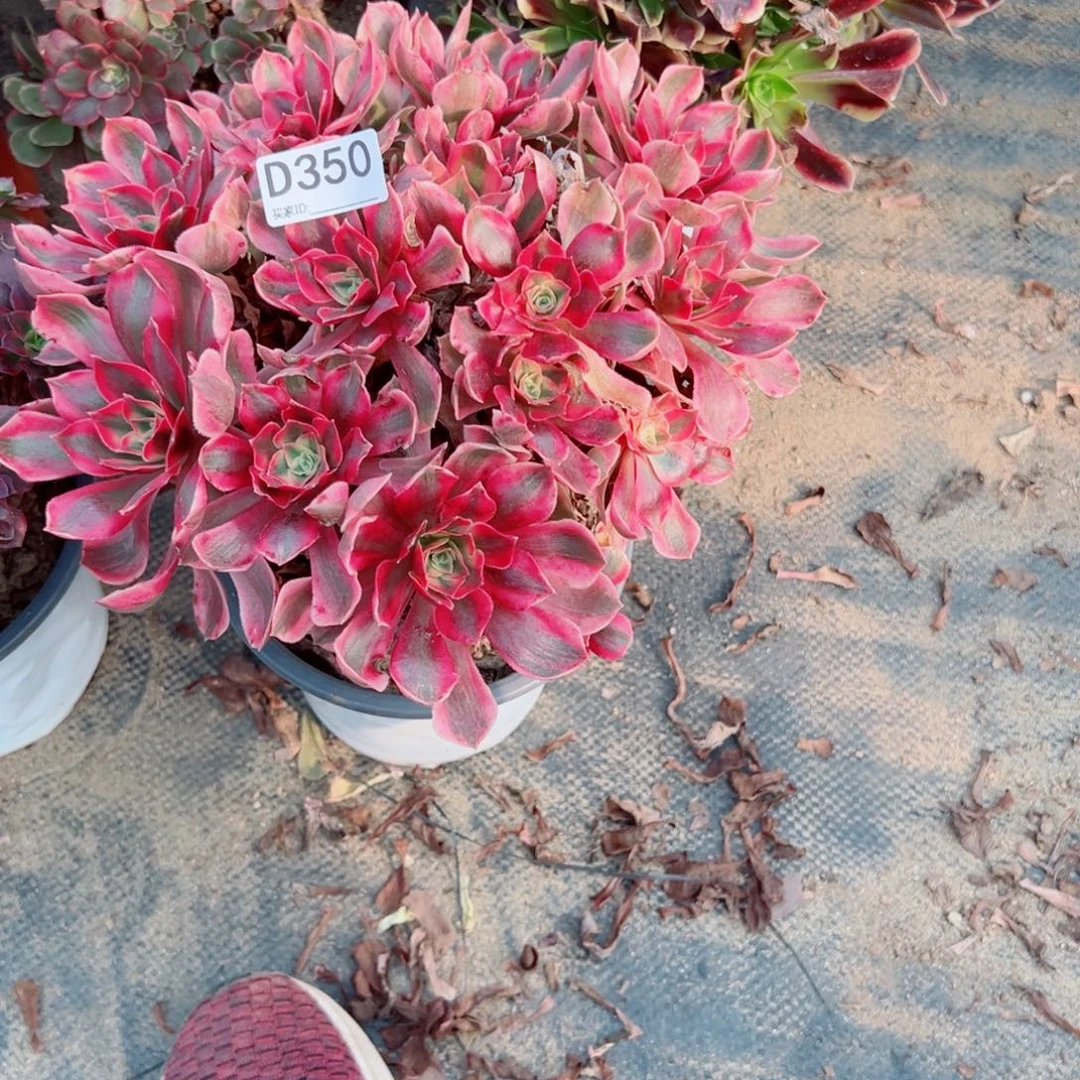 350女妖多肉植物法师