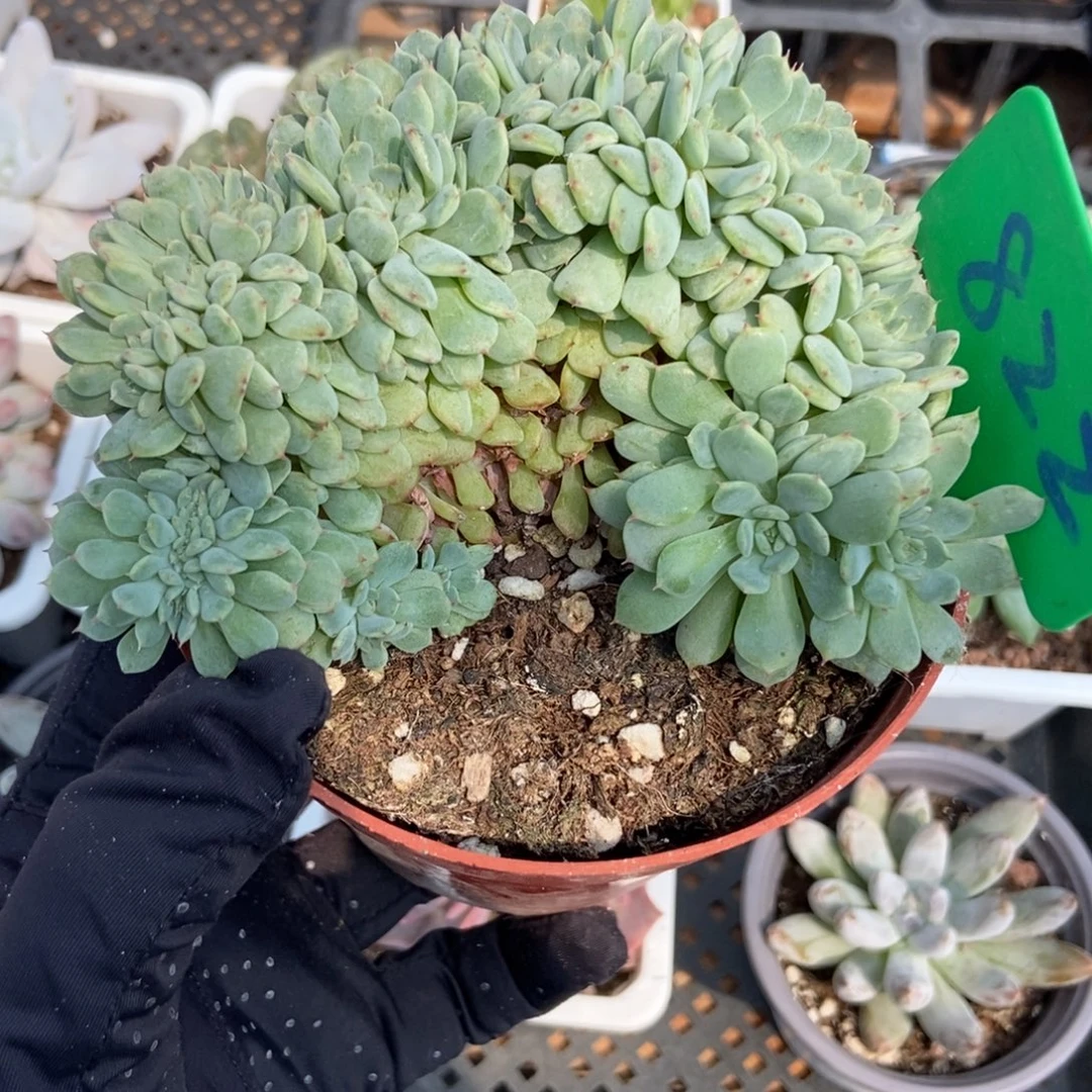 822白胖子缀多肉植物保护