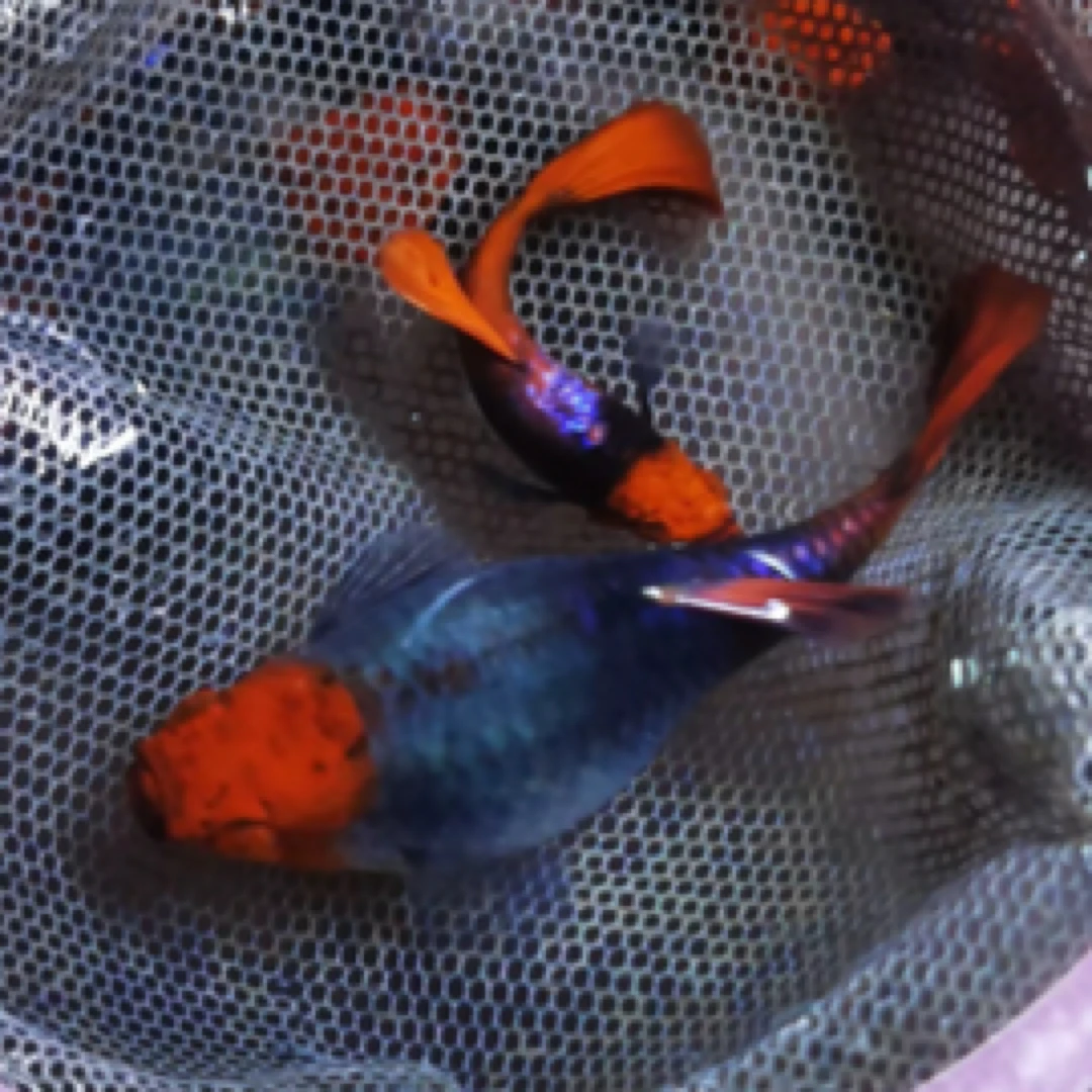 深海蓝贵族短体1对包邮包损送开口鱼食