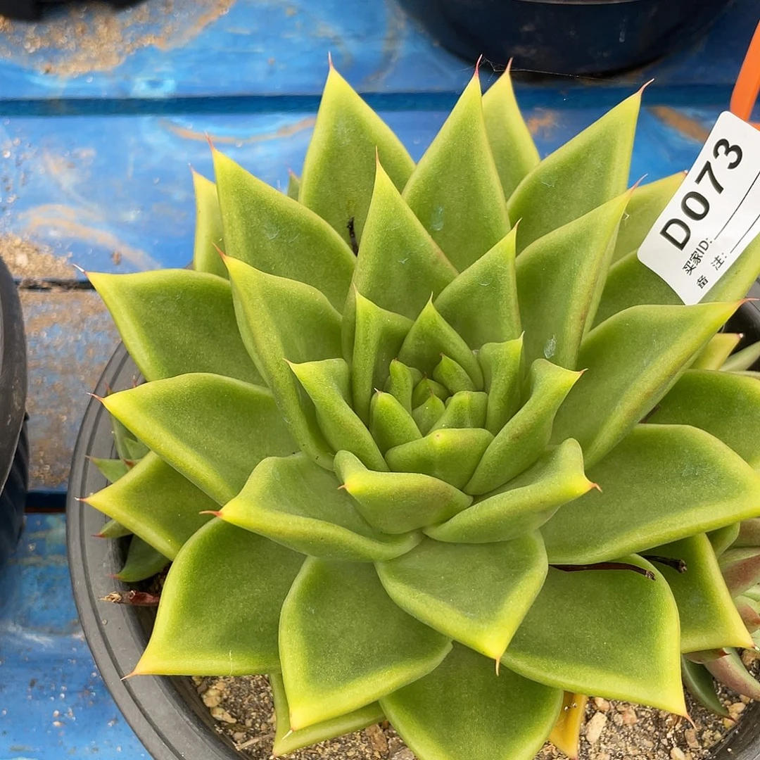 若如东云单拍D073