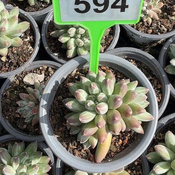 伊卡鲁斯一物一拍594