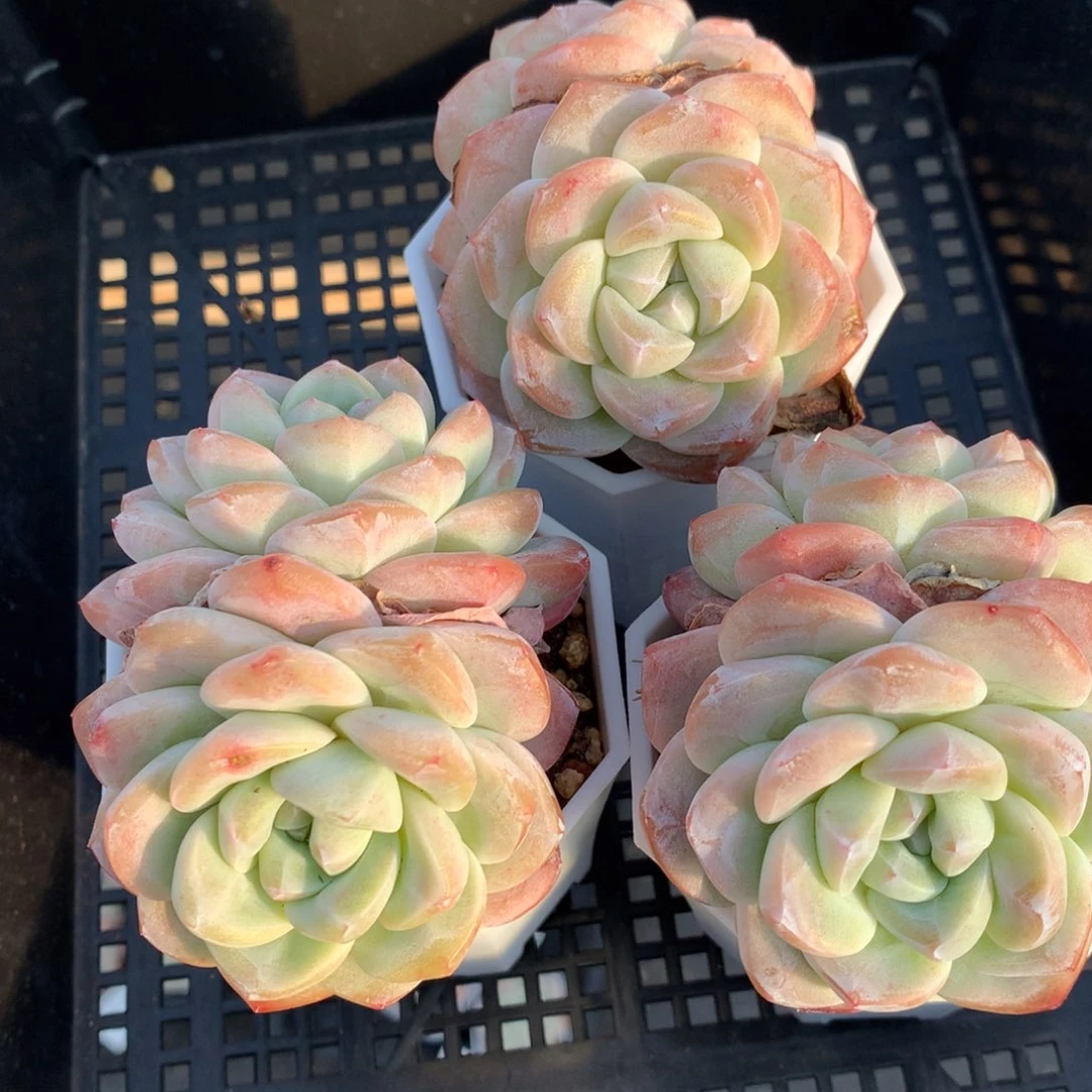 0212-12 双头精控老桩冰玉三颗