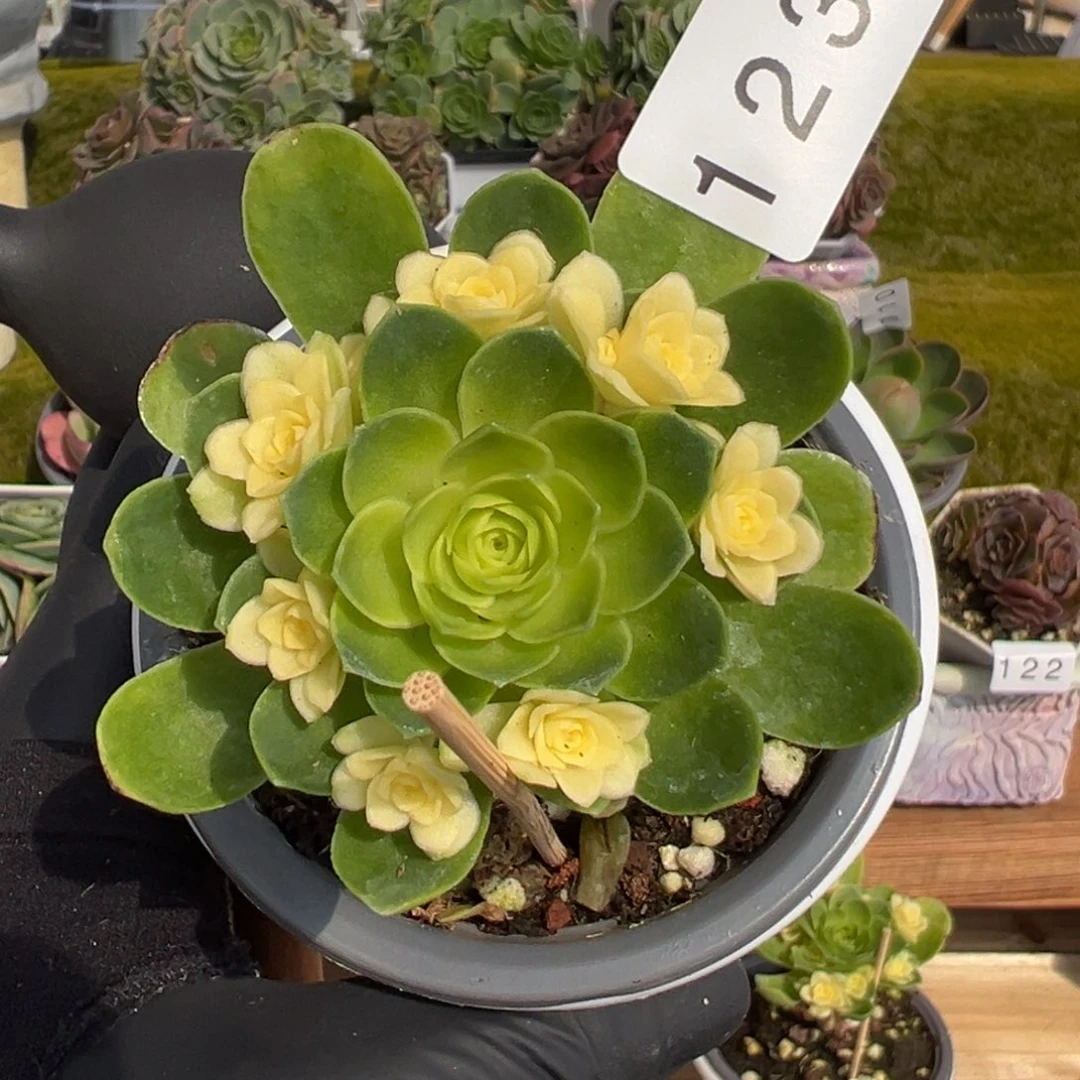 123繁星玫瑰锦5厘米