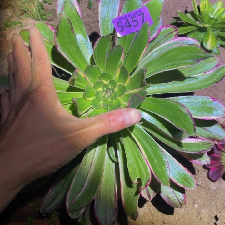 ?****园5458v津津多肉植物