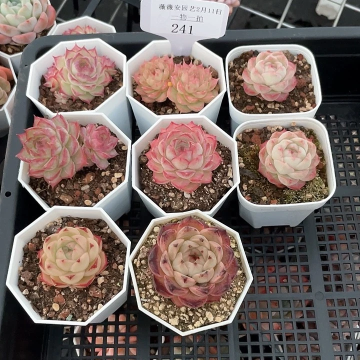 薇薇安园艺多肉241
