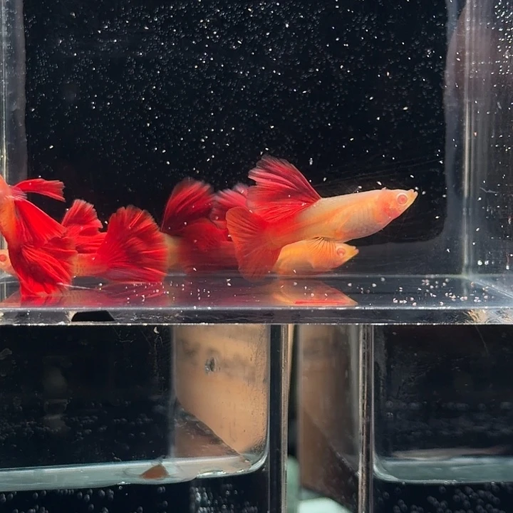 孔雀鱼超大背红尾蛇王种鱼特价破损