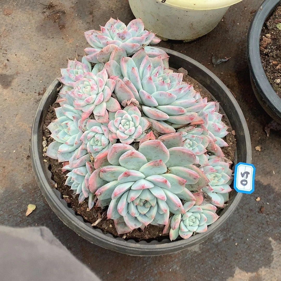 50阿尔巴  一物一拍多肉