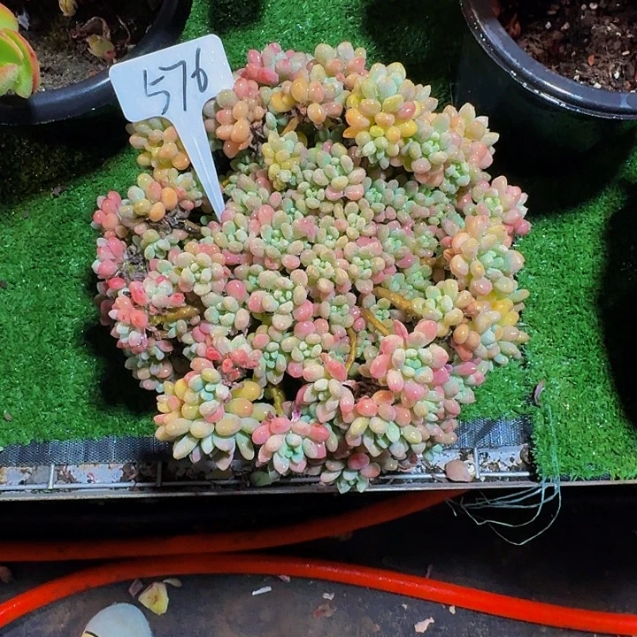 茜***茜丽娟花卉洛可可记得拍冷链