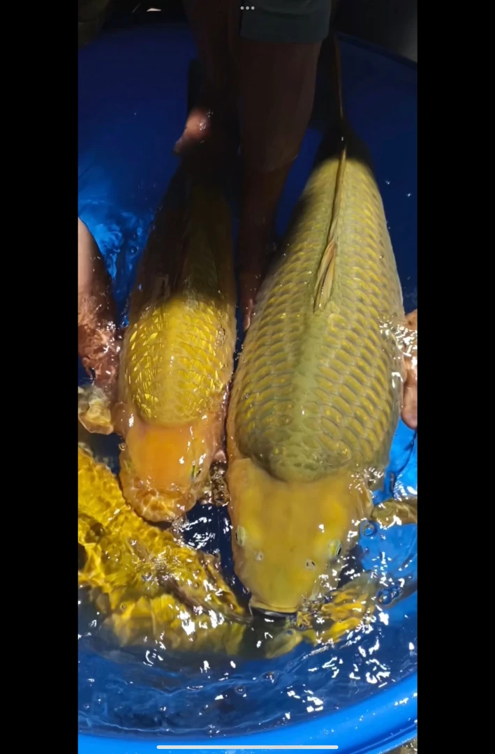 东海茶介茶系列三选留养