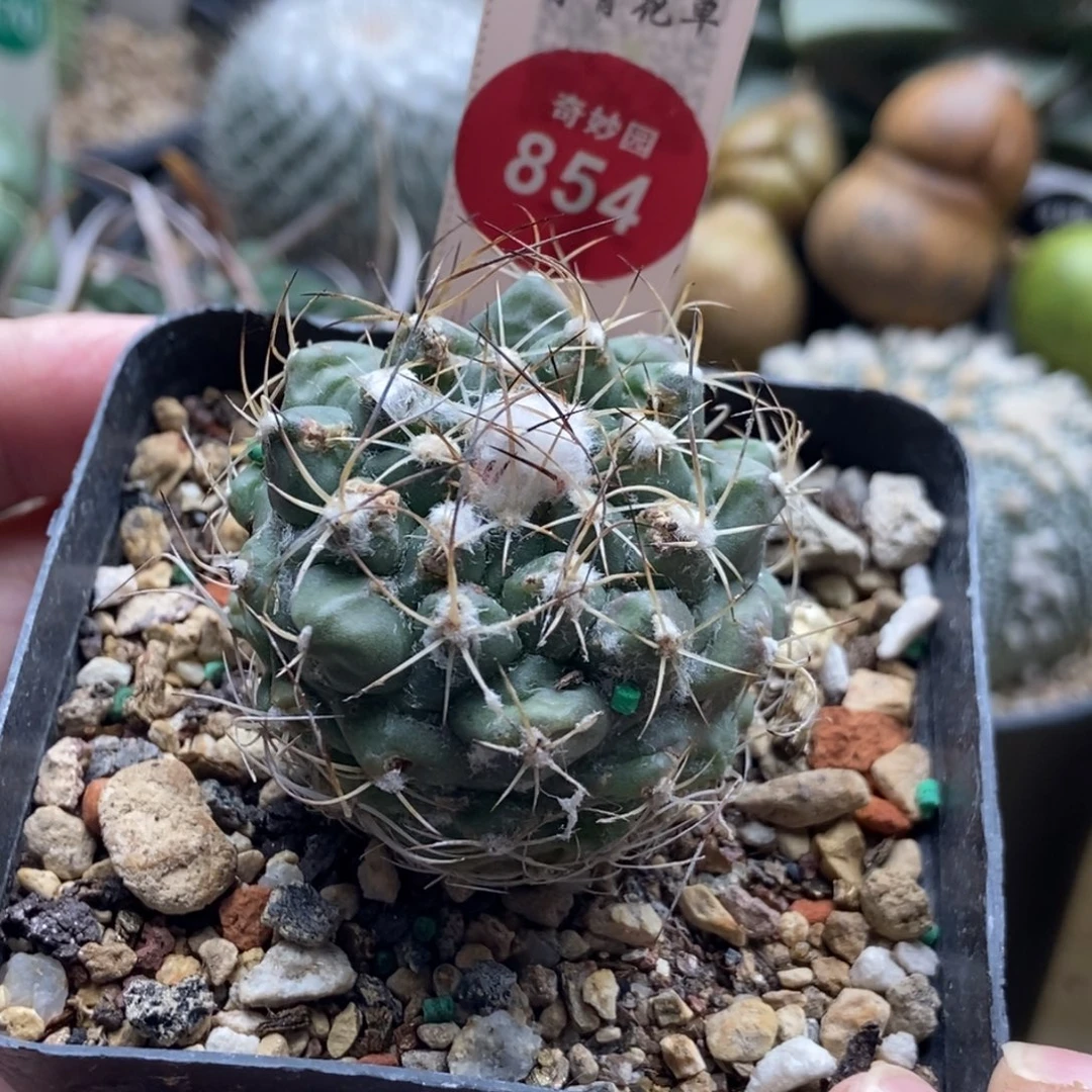 实生雪顶刘氏丸有雀斑3.9cm