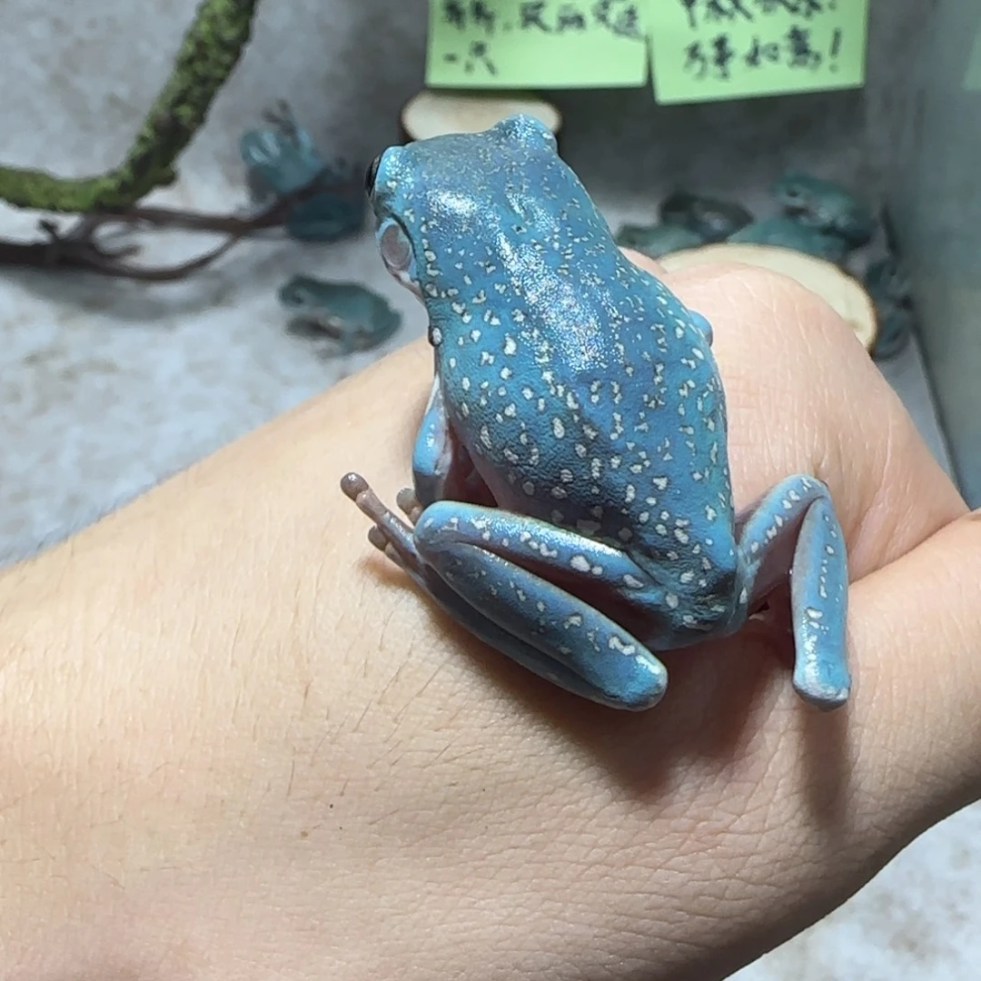 老爷树蛙奥蓝暴雪