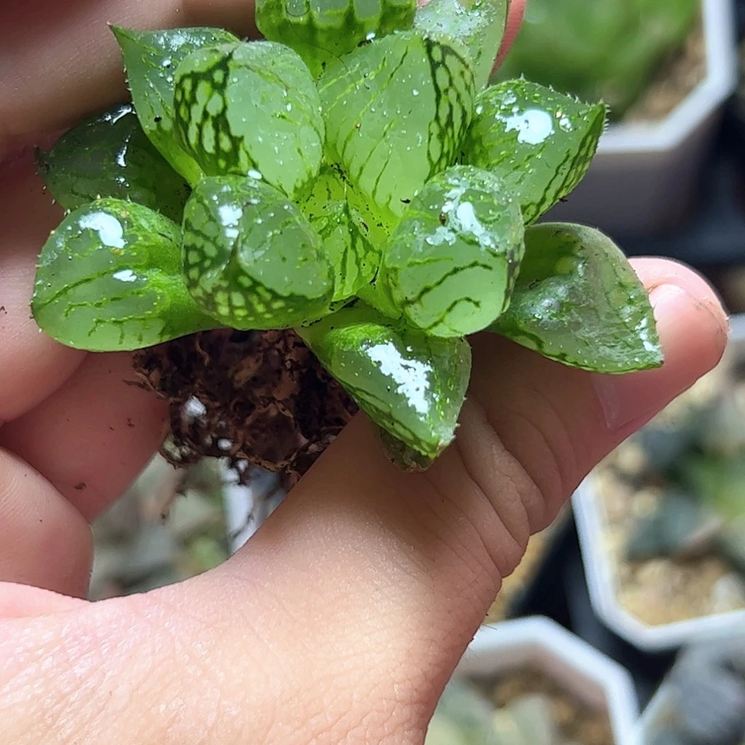 实生裹十二卷多肉植物
