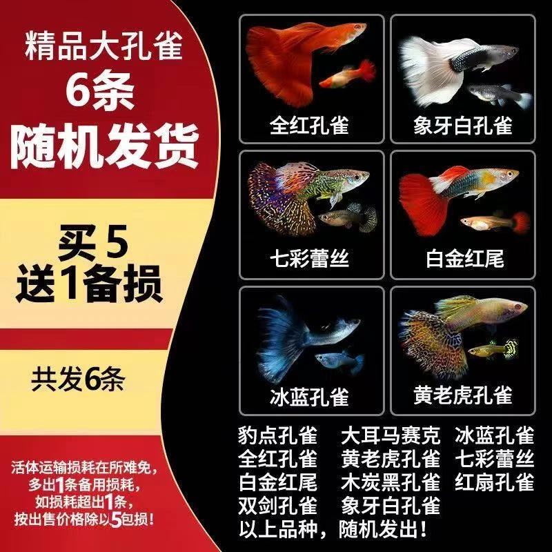 热带孔雀鱼耐活好养淡水小型凤尾活体观赏鱼易繁殖孔雀纯种小鱼