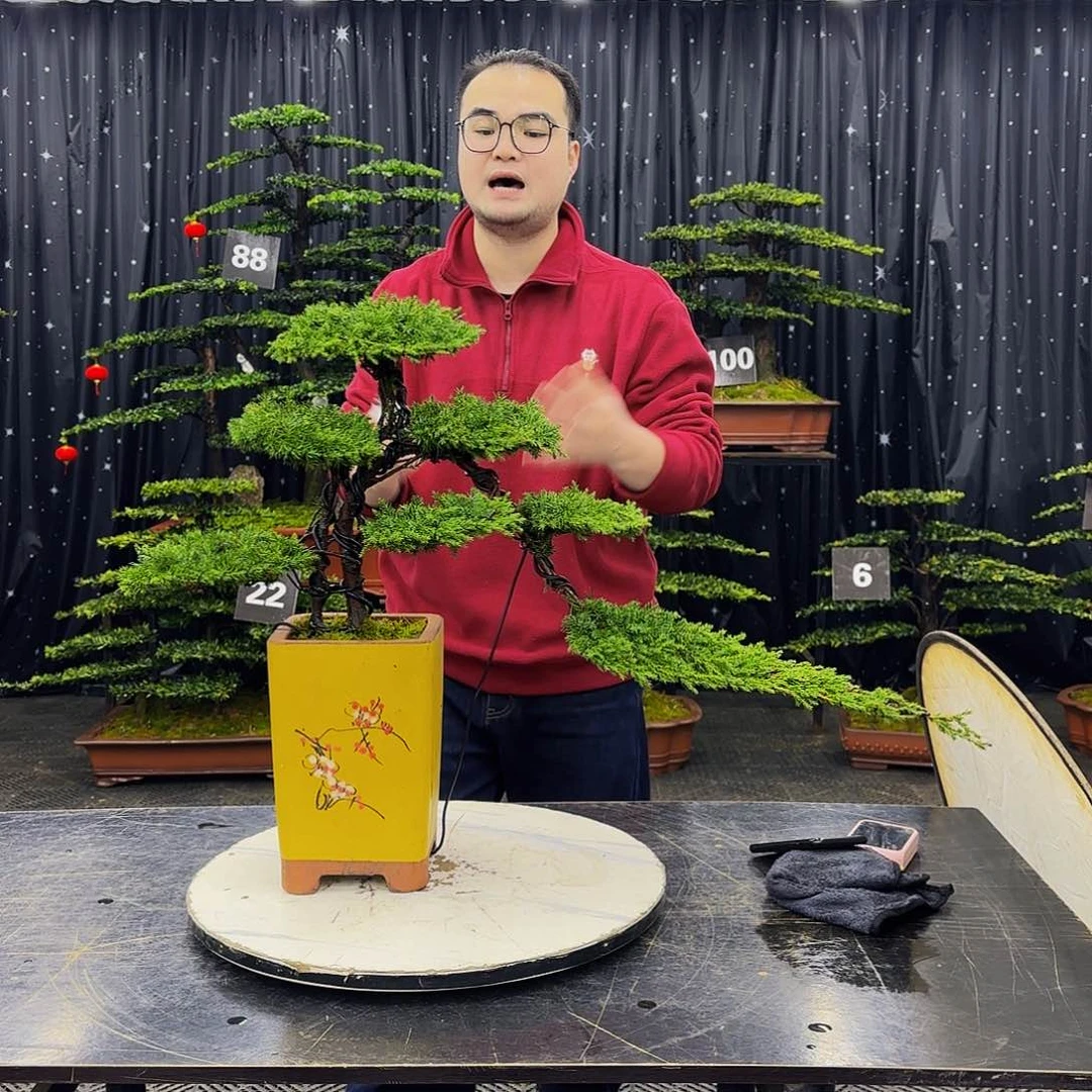 龙爪松高端造型盆景