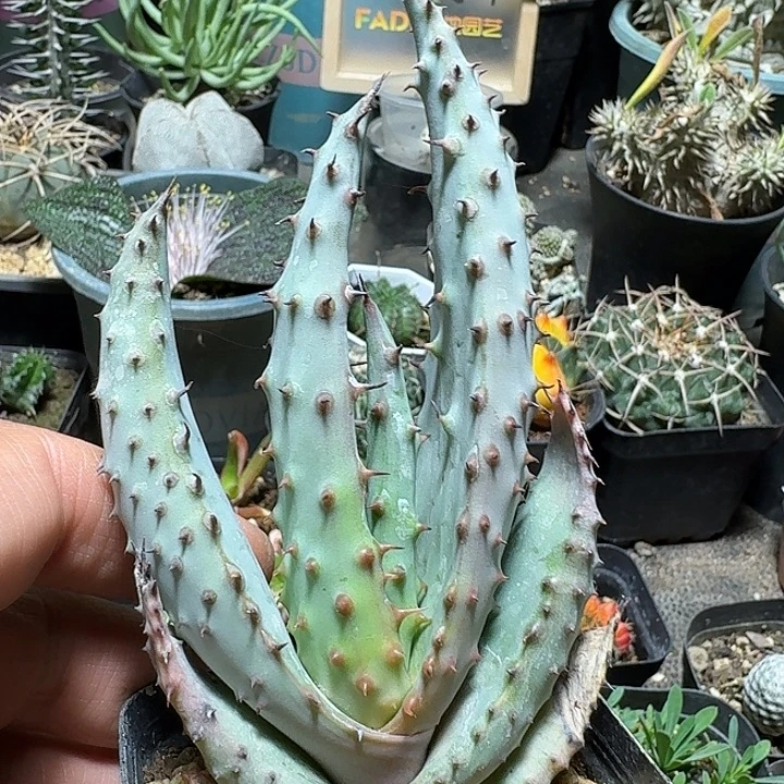 191强刺鬼切芦荟脱土发货