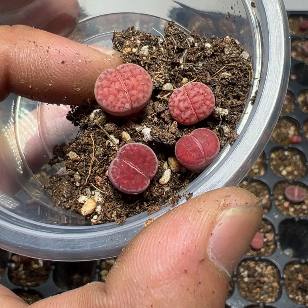 【闪购商品】2*_ 1007。   长腿