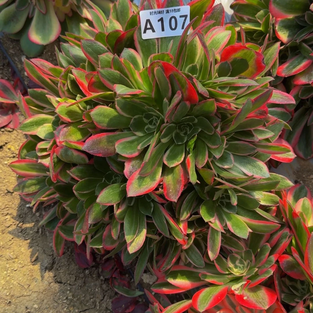 我****她107妖月多肉植物