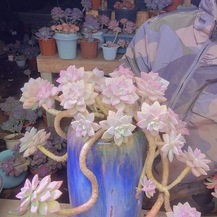 辣***兔飘枝淡雪多肉植物一物一拍