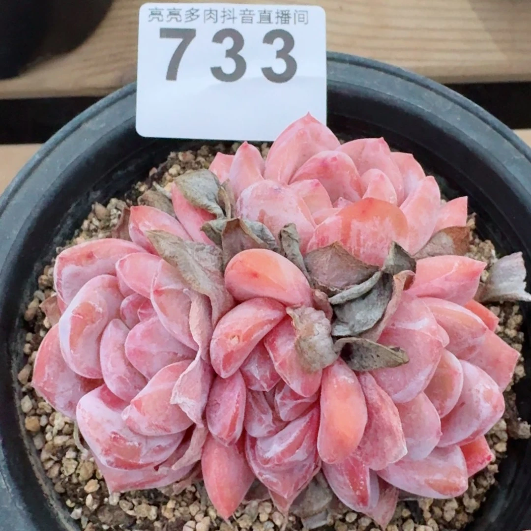 群生整装粉星影         多肉植物