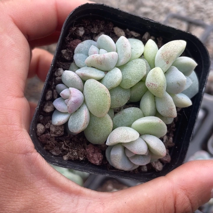 一物一拍满18包邮