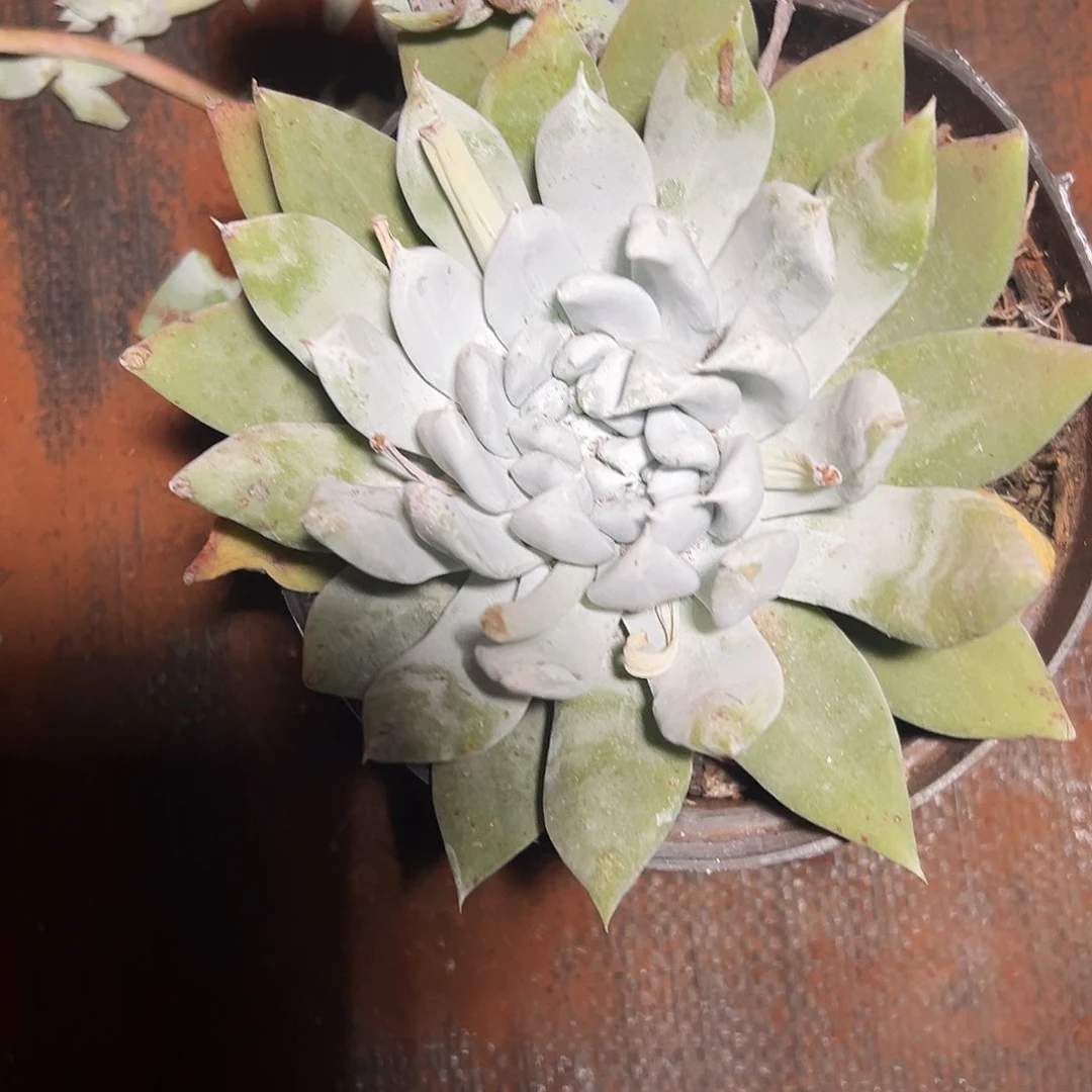 仙女杯杂交多肉植物