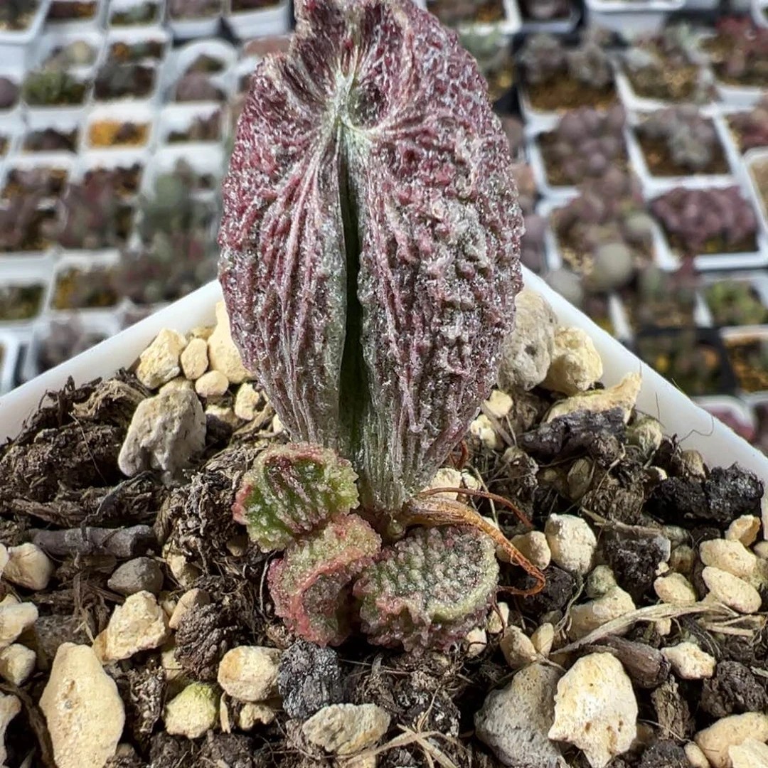 实生新品大苗多肉植物水泡