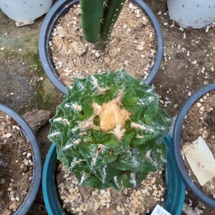 无花朵376风车辛顿牡丹母本