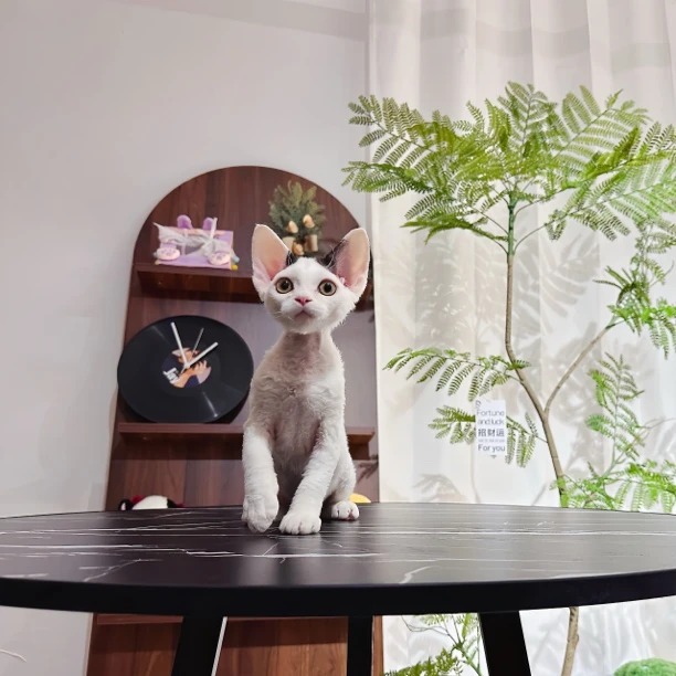 德文卷毛猫 黑白梵花 弟弟
