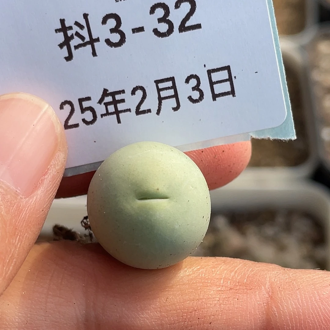 3-32鸽子蛋多肉植物